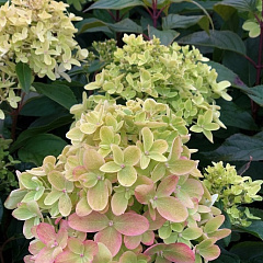 Гортензия Кандибель Фото Гортензия Кандибель Фото