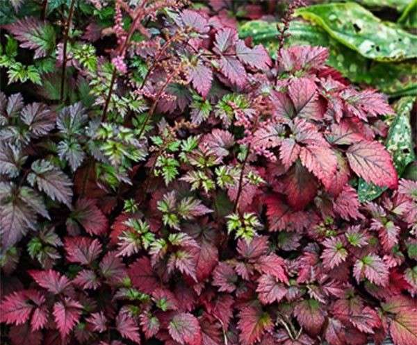 Астильба Арендса "Колор Флэш Супер" (Color Flash Super) / Astilbe arendsii "Color Flash Super" купить саженцы в Москве