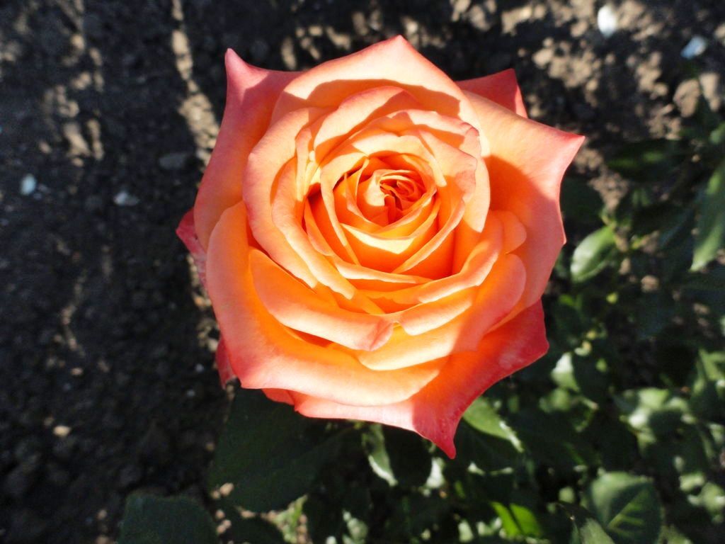 Роза Эльдорадо Фото