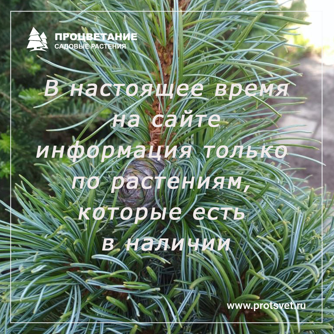 Наличие на сайте