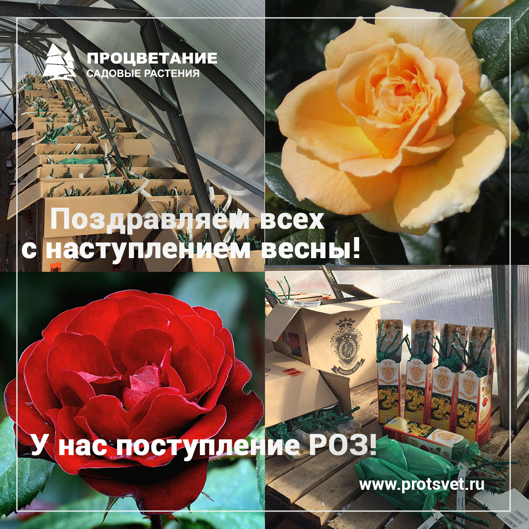 Процветание Магазин Растений Процветание Магазин Растений