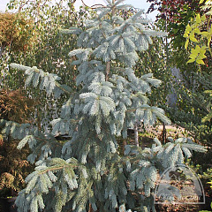 Ель Энгельмана "Глаука" (Glauca)
