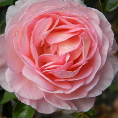 Роза английская "Абрахам Дерби" (Abraham Darby)