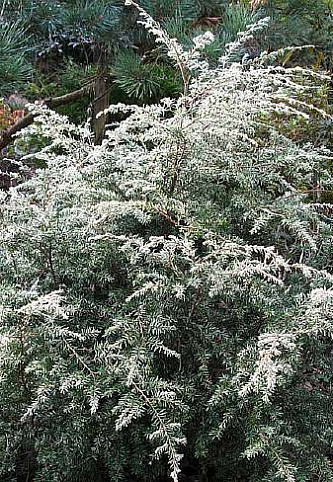 Erotik ichki kiyimdagi bir qiz koplab yigitlarga xizmat qildi Anal jinsiy aloqa orgatish film