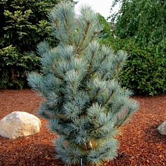 Сосна балканская "Глаука Компакта" (Glauca Compacta)