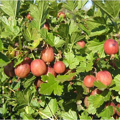 Крыжовник "Юбиляр" 