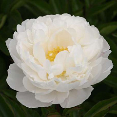 Пион травянистый "Гардения" (Gardenia)
