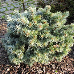 Ель Энгельмана "Лобо" (Lobo)