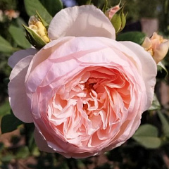 Роза английская "Херитейдж" (Heritage)
