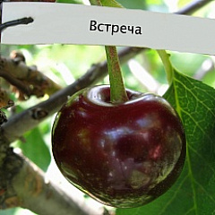 Вишня "Встреча" 