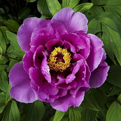 Пион ИТО-гибрид "Сонома Аметист" (Sonoma Amethyst)