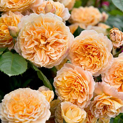 Роза английская "Краун Принцес Мэргэрит" (Crown Princess Margareta)