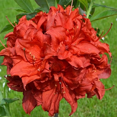 Рододендрон листопадный "Долоросо" (Dolorosso)