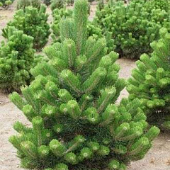 Сосна черная "Орегон Грин" (Oregon Green)